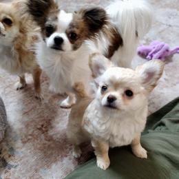 Chihuahua Puppies from Wild Mountain Chihuahuas
