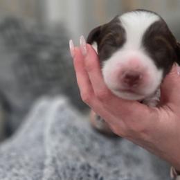 Chocolate Orange - Red tri-color male Miniature American Shepherd puppy in Santa Rosa, California from BennettValleyAussies