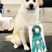 Norwegian Buhunds from BlackRose Norwegian Buhunds