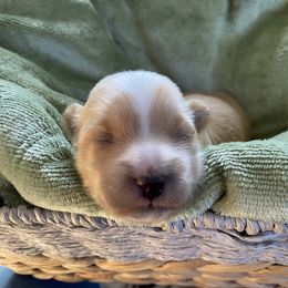 Fern - Fawn female Havanese puppy in Hudson, New York from Havanese of Claverack and Hudson Valley Labradors