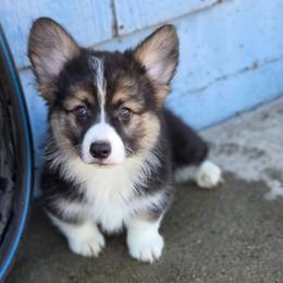 Fern - Black and tan male Pembroke Welsh Corgi puppy in Montague, California from Shasta Valley Pembrokes