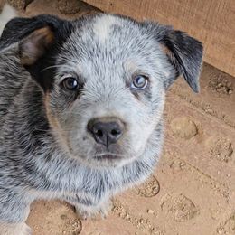 'Atom' Bomb - Blue speckled male Australian Cattle Dog puppy in China Grove, North Carolina from Indigojos Australian Cattle Dogs