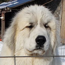 Walter - Great Pyrenees