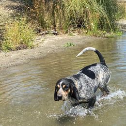 Anika - Bluetick Coonhound