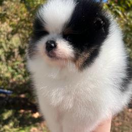 Boy 1 - Black and tan parti male Pomeranian puppy in Newalla, Oklahoma from Classy Poms