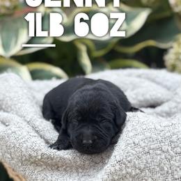 Jenny - Black female Labrador Retriever puppy in Puyallup, Washington from 12 Door Farm Labradors