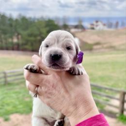 Miss Purple - Light golden female Golden Retriever puppy in Jasper, Tennessee from Suncoast Goldens