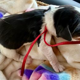 Blue boy - Black white and tan male English Springer Spaniel puppy in Cleburne, Texas from Powers English Springer Spaniels