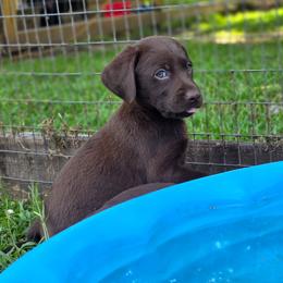 Girl 3 - Chocolate female Labrador Retriever puppy in Georgiana, Alabama from Long Creek Labradors