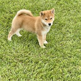 Vin Diesel - Red male Shiba Inu puppy in Greer, South Carolina from Crescent Moon Shibas