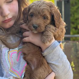 Baby Ruth - Red  Goldendoodle puppy in Florence, South Carolina from Candy Doodles