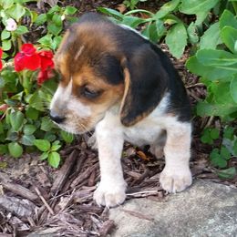 Beagle puppies from Loves Kennel