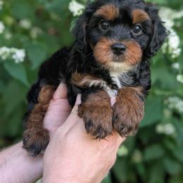 Tuesday - Black and tan male Yorkipoo puppy in Coshocton, Ohio from Forever Family Puppies