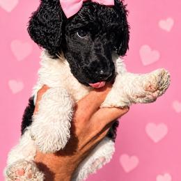 Yelena - Parti female Poodle puppy in Washington, Pennsylvania from Patriotic Poodles