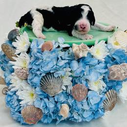 Maui - Parti male Poodle puppy in Harpers Ferry, West Virginia from Oso Perfect Poodles and Doodles