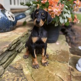 Girly Girl - Black and rust female Doberman Pinscher puppy in Mansfield, Georgia from Marbendale’s Doberman