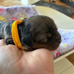 Eggs - Merle female Cavapoo puppy in Adrian, Oregon from ApplebyFarm