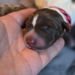Multi-pink girl - Liver and white female German Shorthaired Pointer puppy in Kenai, Alaska from LakeHaus Kennels