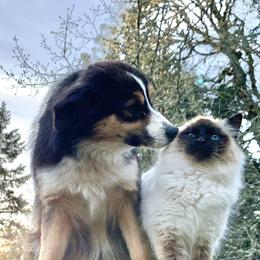 Josie - Miniature American Shepherd