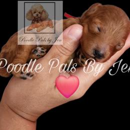 Poodle puppies from Poodle Pals By Jen