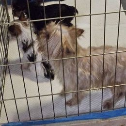 Ladybug - Yorkshire Terrier