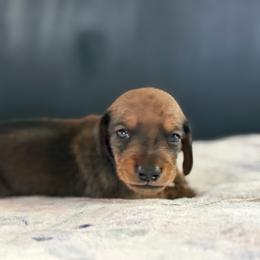 AKC Half Russian Blue Collar Male - Red male Dachshund puppy in Calera, Alabama from Southern Sky Dachshunds