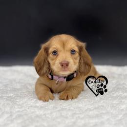 Lyla - Cream female Dachshund puppy in Nashville, Arkansas from Cuddles n Curls
