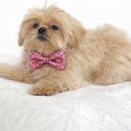 Cartier - Gold male Shih Tzu puppy in Riverside, California from Be Dazzled Shihtzu