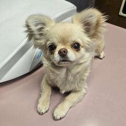 Boyd - Cream and white male Chihuahua puppy in Kannapolis, North Carolina from East Coast Bull Terriers N Chihuahuas