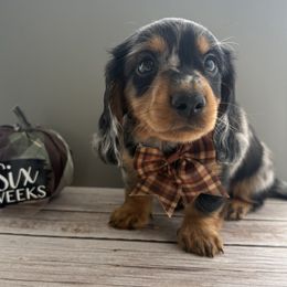 Gator - AKC - Dapple male Dachshund puppy in Miami, Florida from Oscar's Dachshunds