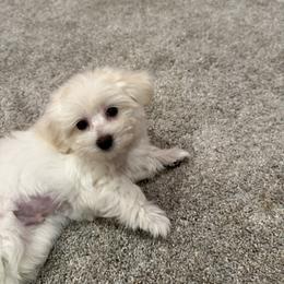 Marley - White male Maltipoo puppy in Dade City, Florida from Watkins Maltipoo's