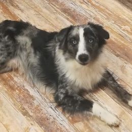 Jasper - Miniature Australian Shepherd