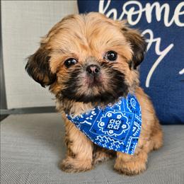 Raj - Black and tan male Shih Tzu puppy in Corona, California from Ju Shih Tzu