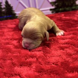 Beautiful Ruby Girl - Ruby female Cavalier King Charles Spaniel puppy in Choctaw, Oklahoma from Dandelions and Kings