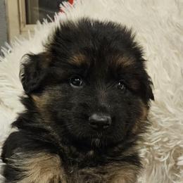 Mr Brown - Black and red male German Shepherd puppy in Newaygo, Michigan from Sterley Shepherds
