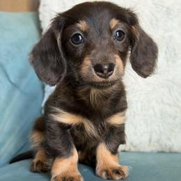Rhubarb AKC 3750 - Blue and cream female Dachshund puppy in Krum, Texas from Tired Chef Dachshunds
