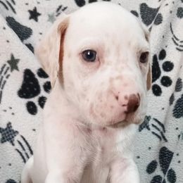 Oogie Boogie (Green Collar) LUA - White and orange male Dalmatian puppy in Raymondville, Missouri from Wagner's Dalmatian's