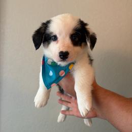 1 - Black and white male American Corgi puppy in Boyd, Texas from Barker's Corgis
