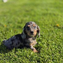 Boy 1 - male Dachshund puppy in Elma, Iowa from Iowa Dachshunds