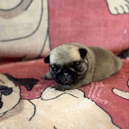 Girl 2 - Fawn female Pug puppy in Durant, Oklahoma from Cagle's Crowning Pug's