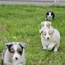 Australian Shepherd Puppies from Real McCoy Australian Shepherds