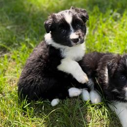 Basil - Seal male Border Collie puppy in Lakeview, Michigan from Haven Creek Farm