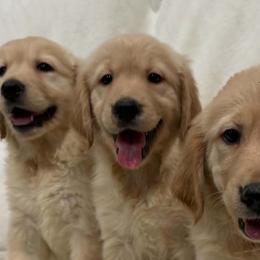 Golden Retrievers from PureGolden4ever