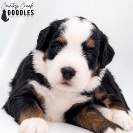 Dean - Tri-color male Bernedoodle puppy in Tipton, Indiana from Country Creek Doodles