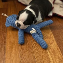 Boston Terrier Puppies from Angie's Little Bostons
