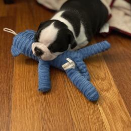 Boston Terrier Puppies from Angie's Little Bostons