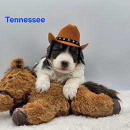 Tennessee - Grey and white male Bernedoodle puppy in Summerville, South Carolina from Channys Doodles