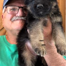 Charlie - Black and red male German Shepherd puppy in Pueblo West, Colorado from 5 Star German Shepherds aka Martin Family German Shepherds
