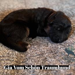Gia - Black and red female German Shepherd puppy in Garland, Maine from Vom Schön Traumhund