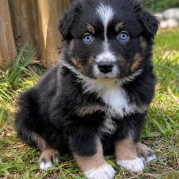Jake - Black tri-color male Australian Shepherd puppy in Irmo, South Carolina from Australian Shepherds of Triple S Farms